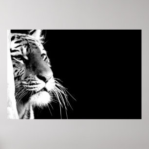 Affiche Tigre noir et blanc