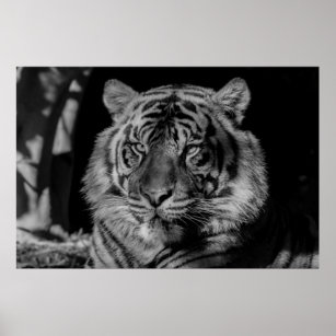 Affiche Tigre noir et blanc