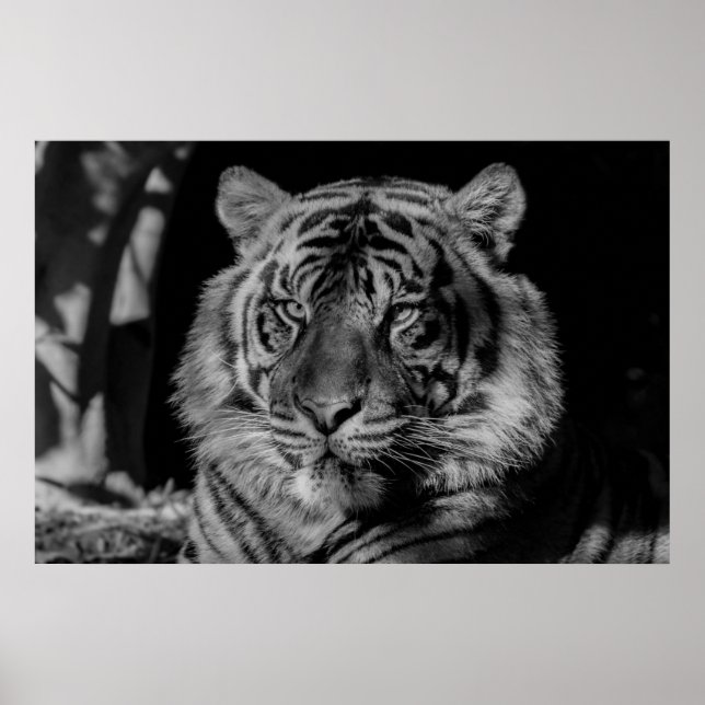 Affiche Tigre noir et blanc (Devant)