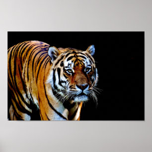 Affiche Tigre sur fond noir