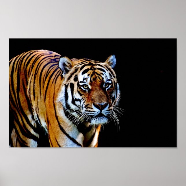 Affiche Tigre sur fond noir (Devant)