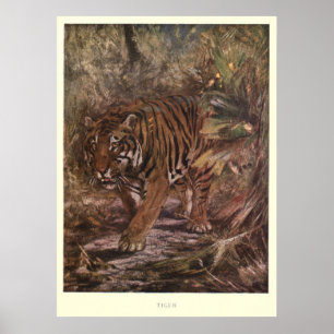 Affiche Tigre vintage Painting (1909)
