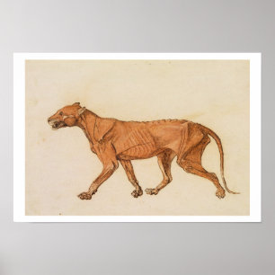 Affiche Tigre, vue latérale, peau enlevée, 'd'un Compara