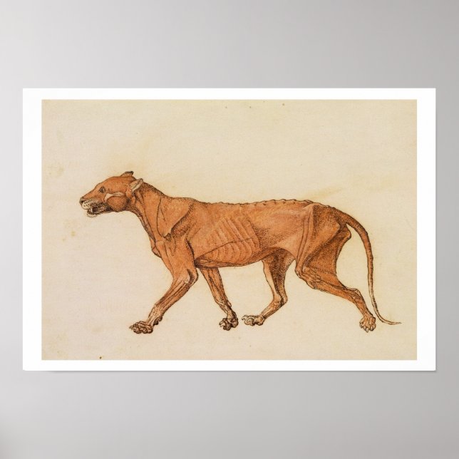 Affiche Tigre, Vue latérale, Peau retirée, de 'A Compara (Devant)