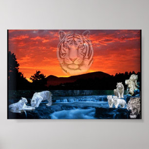 Affiche tigres blancs