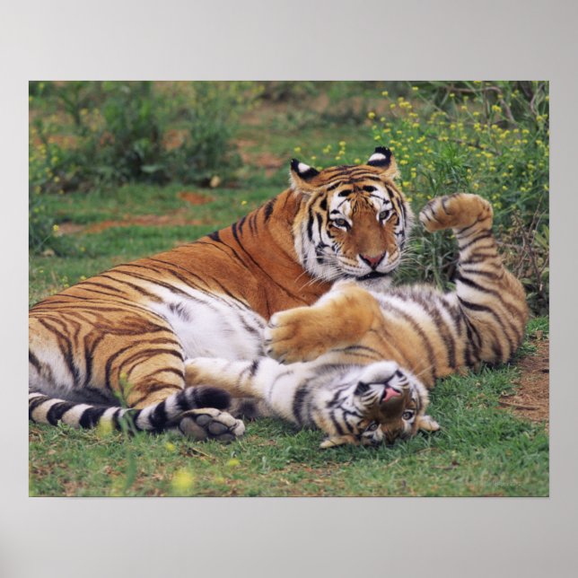 Affiche Tigres du Bengale en train de jouer (Devant)