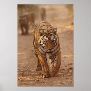 Affiche Tigres royaux du Bengale sur la piste, Ranthambhor