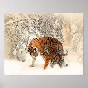 Affiche tigres sur neige