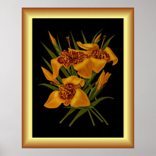 Affiche Tigridia Conchiplora Var Canariensis ~ Botanique