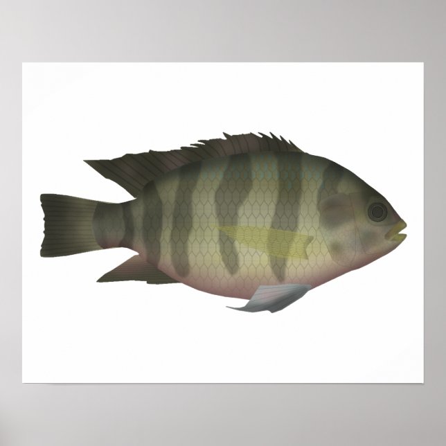 Affiche Tilapia (Devant)