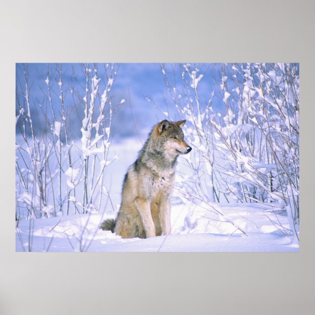 Affiche Timber Wolf sitting in the Snow, Canis lupus, (Devant)
