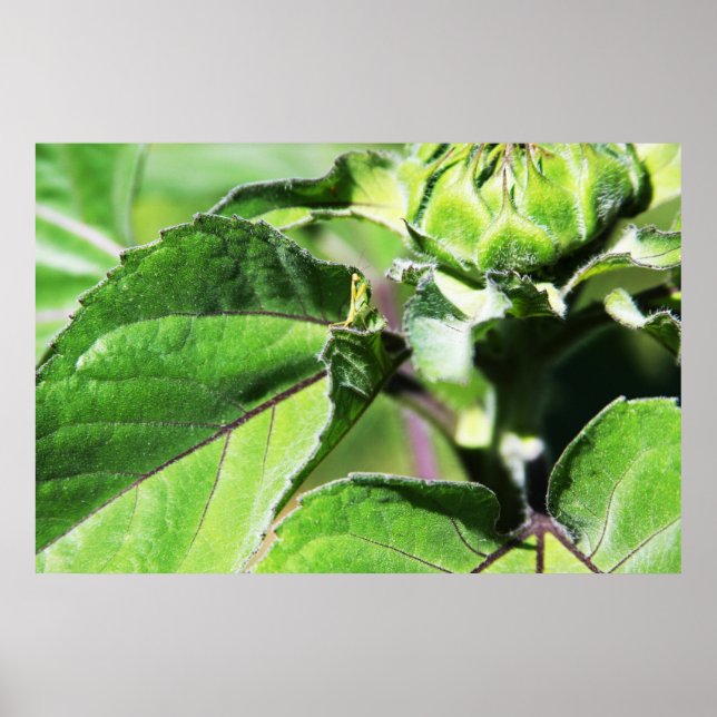 Affiche Tiny Mantis (Devant)