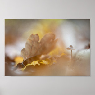 Affiche Tiny Mushroom Nature Photograph
