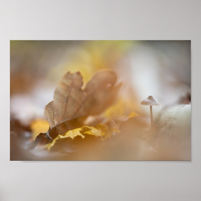 Affiche Tiny Mushroom Nature Photograph (Devant)