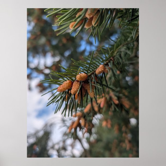 Affiche Tiny Pine Cones (Devant)