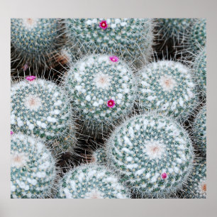 Affiche Tiny rose Fleurs Plantes Cactus