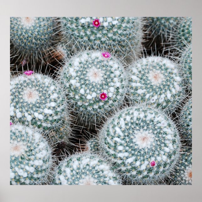 Affiche Tiny rose Fleurs Plantes Cactus (Devant)