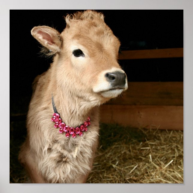Affiche Tiny Tinker la vache portant bling. (Devant)