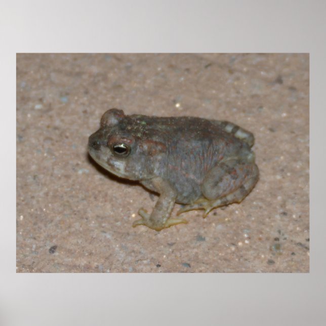 Affiche Tiny Toad (Devant)