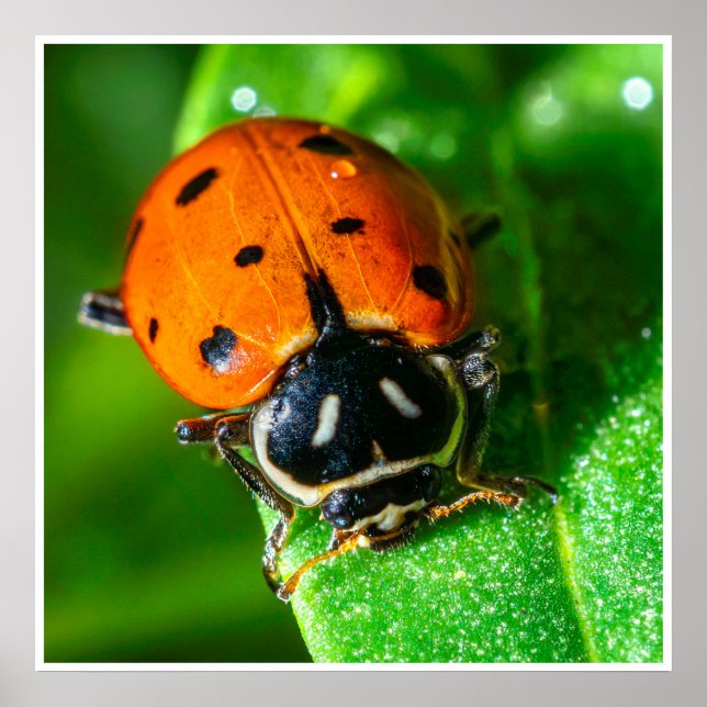Affiche Tiny Traveler: Ladybug on a Leaf (Devant)