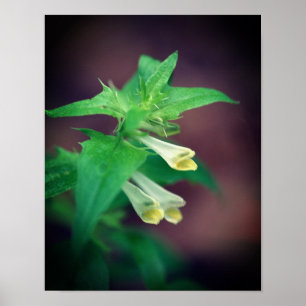 Affiche Tiny White Woodland Fleur sauvage Gros plan 2