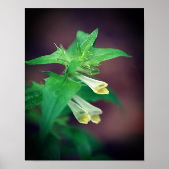 Affiche Tiny White Woodland Fleur sauvage Gros plan 2 (Devant)