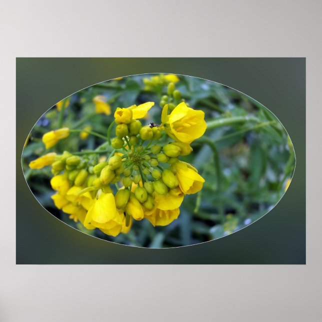 Affiche Tiny yellow flowers (Devant)