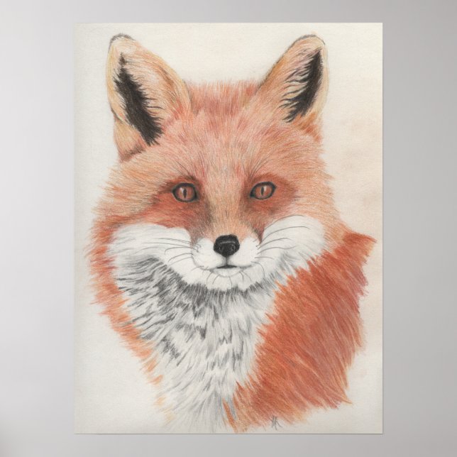 Affiche Tirage de crayon couleur Renard rouge (Devant)