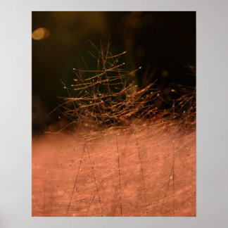 Affiche Tirage photo 16×20 Rose Muhly Jeju-do Corée du Sud