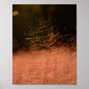 Affiche Tirage photo 8×10 Rose Muhly Jeju-do Corée du Sud