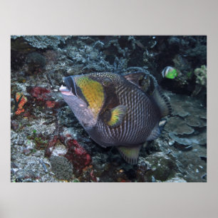 Affiche Titan Triggerfish