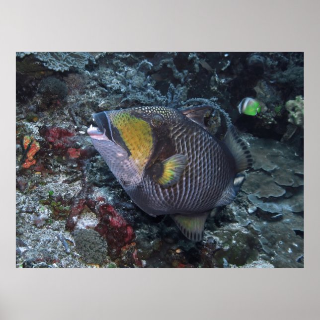 Affiche Titan Triggerfish (Devant)