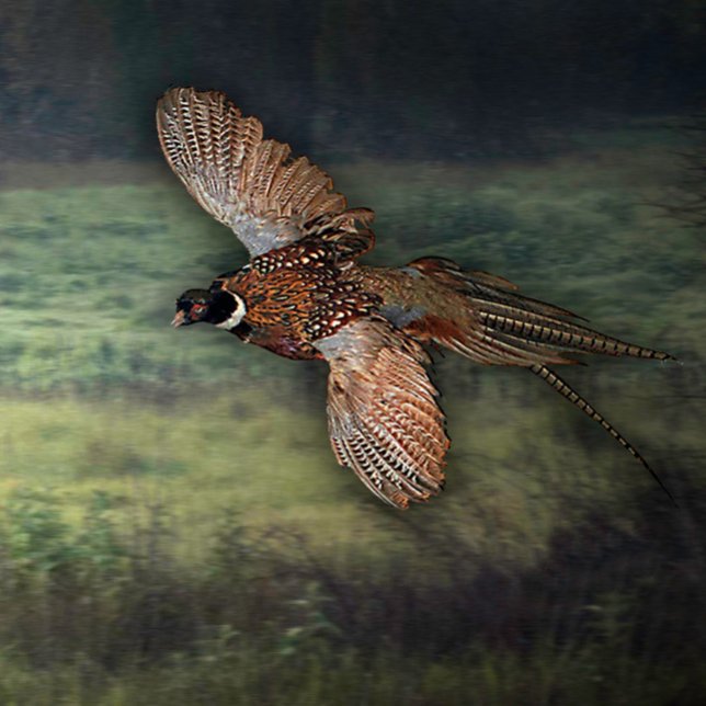 AFFICHE TITRE : " PHESANT RECHERCHE DE PROIE : (PHESANT HUNTING PREY)