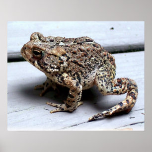 Affiche Toad Frog Animal Amphibian Photographie