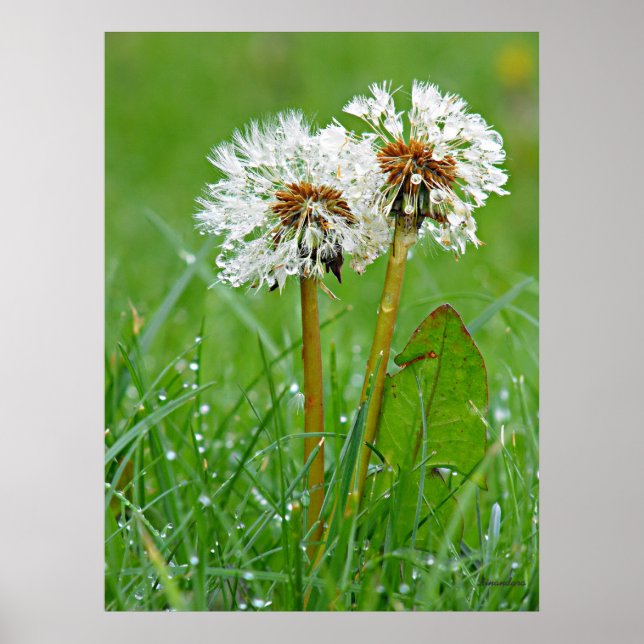 Affiche Together. Always (Devant)