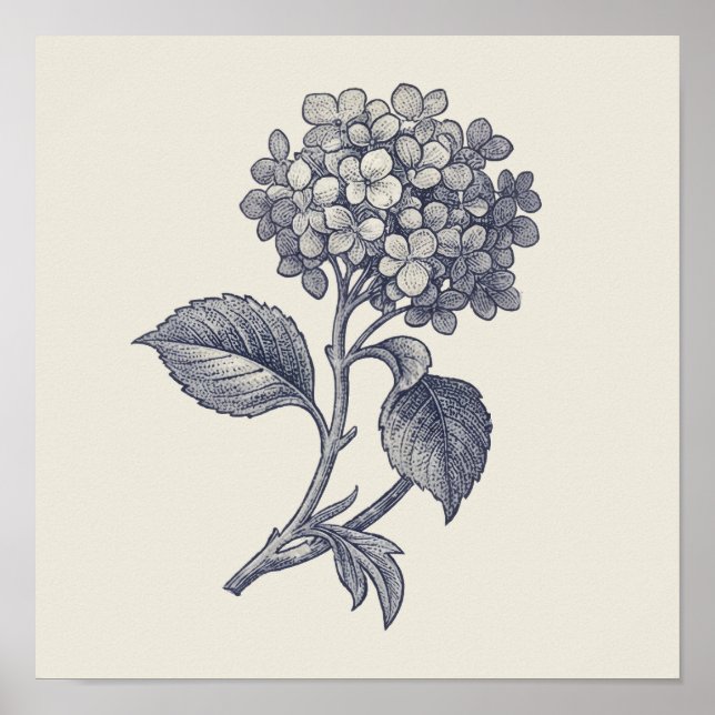 Affiche Toile Botanique | Vignette d'Hydrangea (Devant)
