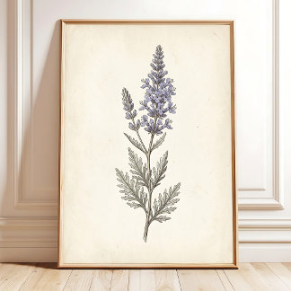 Affiche Toile botanique vintage de sauge russe sur toile