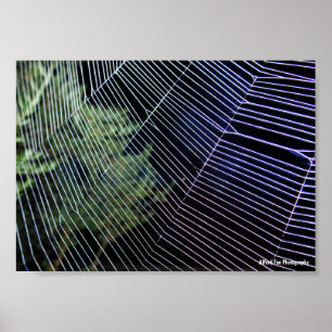 Affiche Toile d'araignée la nuit