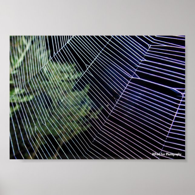 Affiche Toile d'araignée la nuit (Devant)