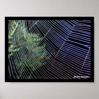 Affiche Toile d'araignée la nuit