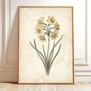 Affiche Toile d'art botanique antique vintage Jonquil