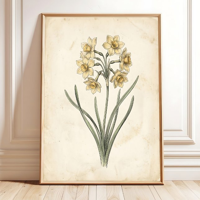 Affiche Toile d'art botanique antique vintage Jonquil (Créateur téléchargé)
