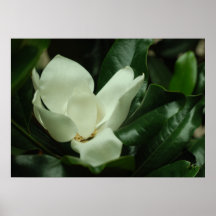 Toile de Magnolia foncé