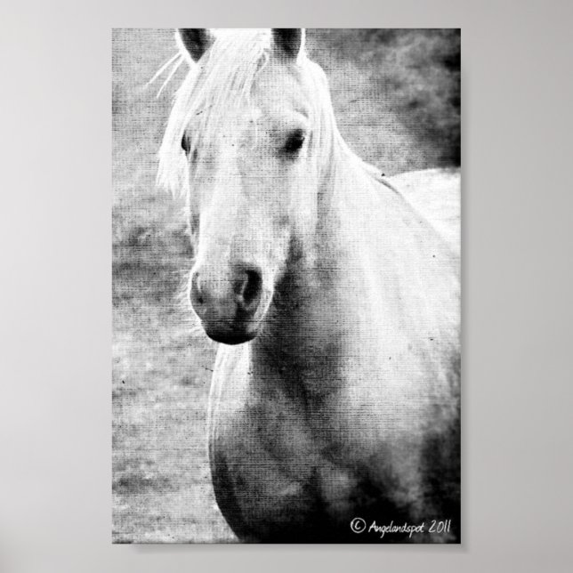 Affiche Toile Palomino Noir et Blanc Faux (Devant)