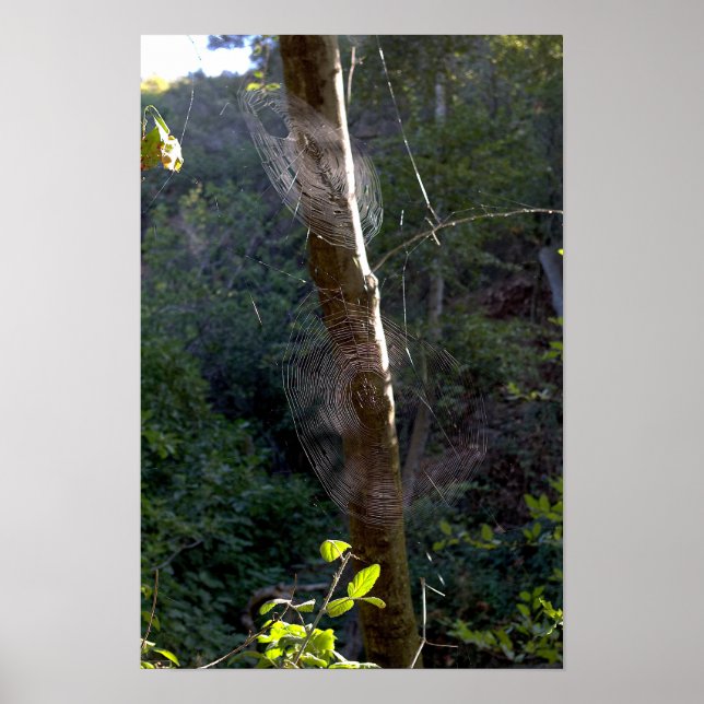 Affiche Toiles d'araignées, sentier Holy Jim - Comté d'Ora (Devant)