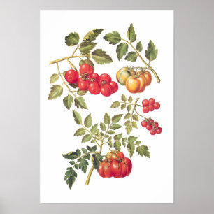 Affiche Tomates