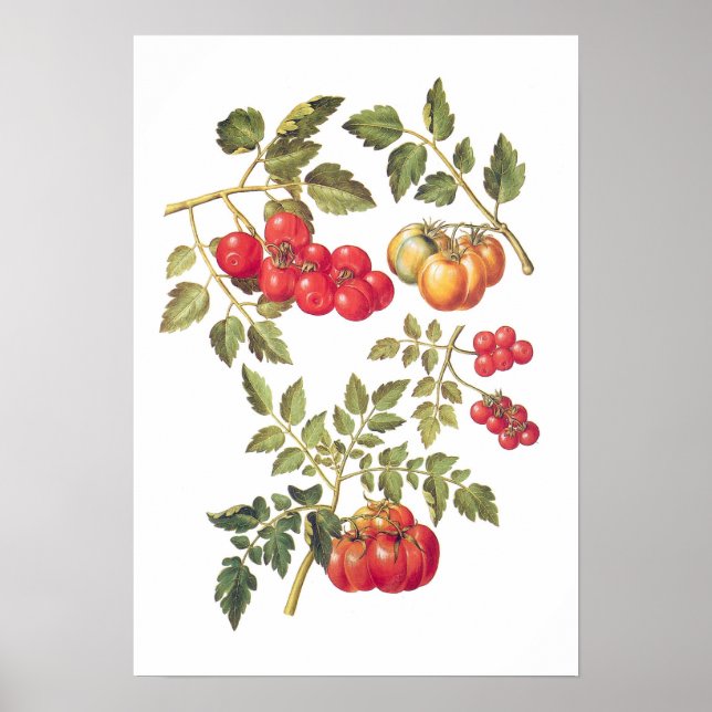 Affiche Tomates (Devant)