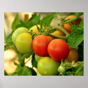 Affiche Tomates Cerises Vertes et Rouges sur la Vigne