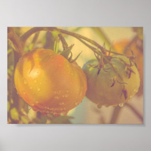 Affiche Tomates de jardin Récolte d'été