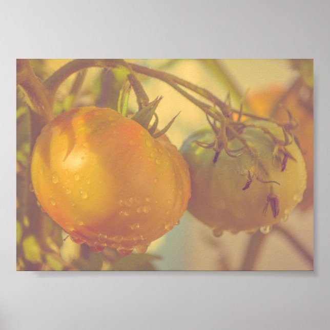 Affiche Tomates de jardin Récolte d'été (Devant)